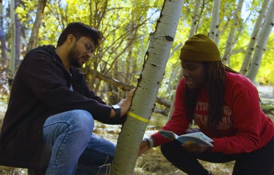 两个学生在测量白杨树